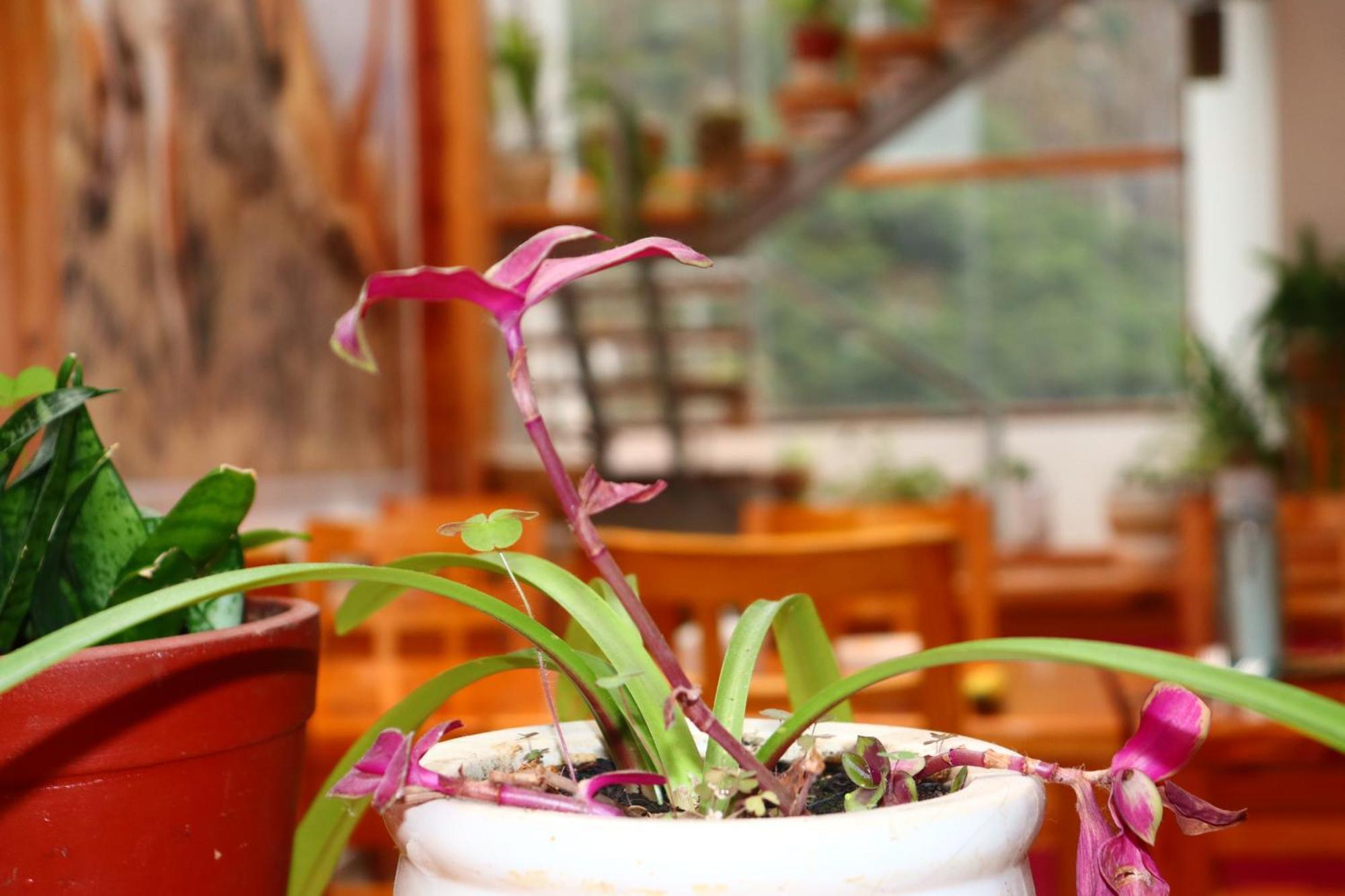 Fenix Hotel Machupicchu Экстерьер фото